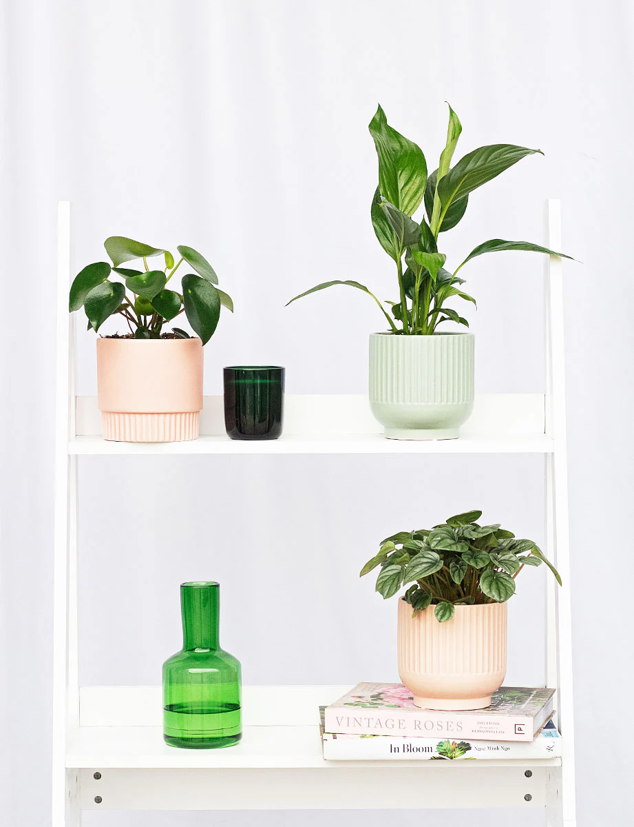 Peace Lily + a Pink Pot - Image 7