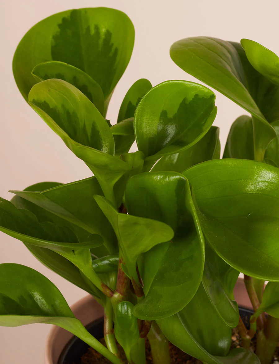 Peperomia + a Green Pot - Image 3